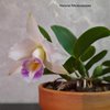 Cattleya nobilior amaliae x Laelia alaorii alba.